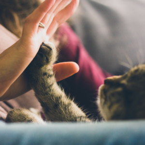 Cat-Pet-Policy-RealEstate-Blog