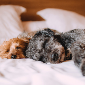 Dog-Pet-Policy-RealEstate-Blog